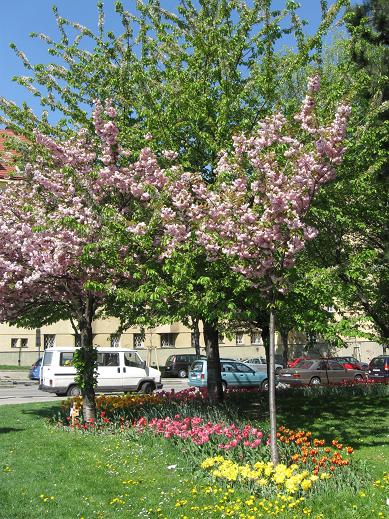 Cherry Blossom in Vienna 1