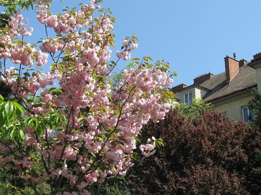 Cherry Blossom in Vienna 2